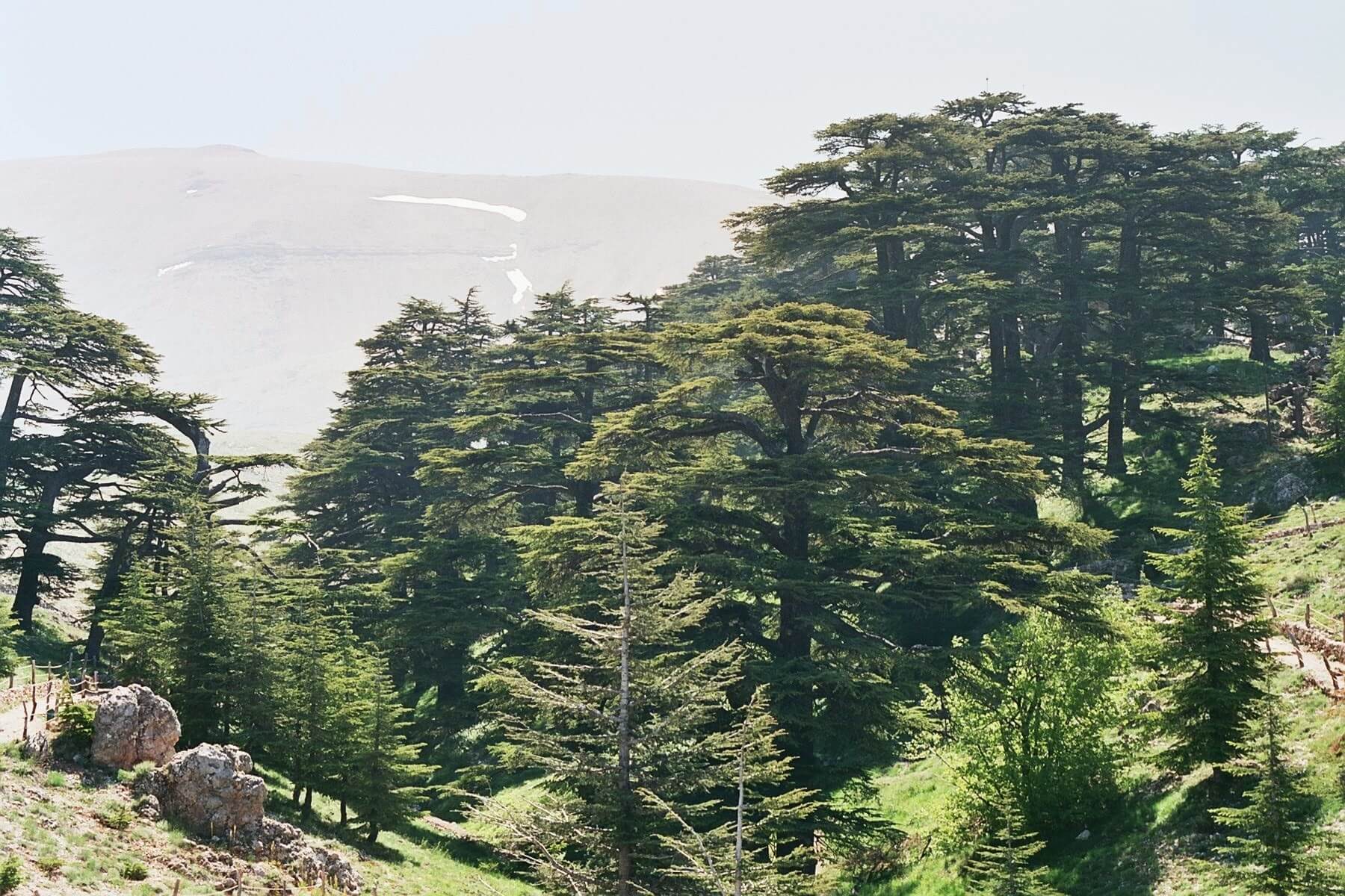 libanon, cederbomen.jpg